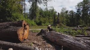 Seasonal Cleanup (Spring/Fall) in Woodcrest, CA