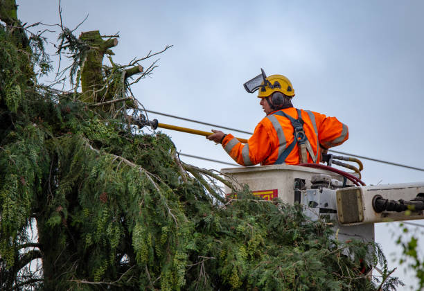 Best Tree Risk Assessment  in Woodcrest, CA