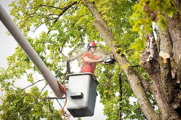 How Our Tree Care Process Works  in  Woodcrest, CA